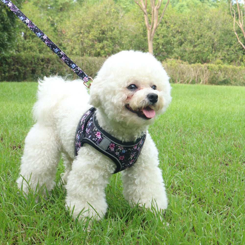 Small Dog & Cat Harness Leash Set